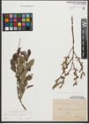 Foto von Salix purpurea L. x Salix starkeana Willd.